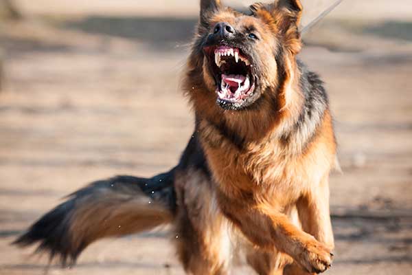 Schäferhund zeigt Aggressionsverhalten